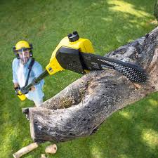 Best Tree Removal  in Blawnox, PA