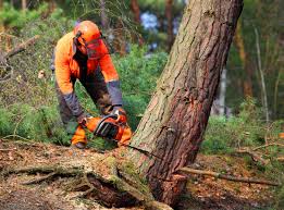 Best Leaf Removal  in Blawnox, PA