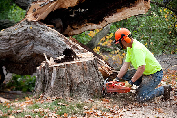 Best Seasonal Cleanup (Spring/Fall)  in Blawnox, PA