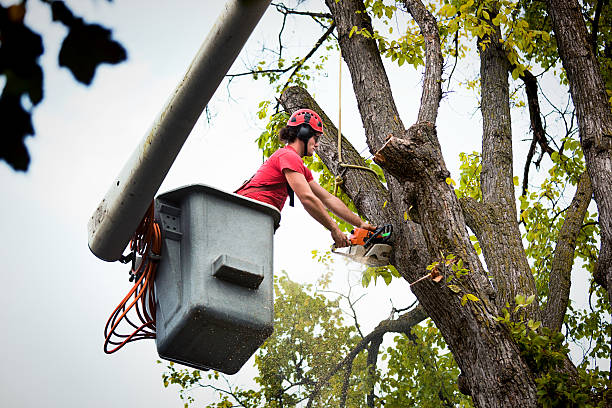 Tree and Shrub Care in Blawnox, PA