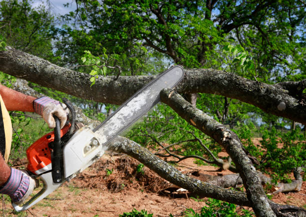 Lawn Renovation and Restoration in Blawnox, PA